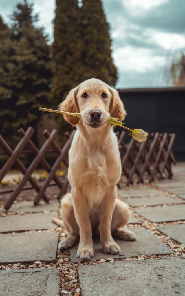 Dog holding a rose in his mouth