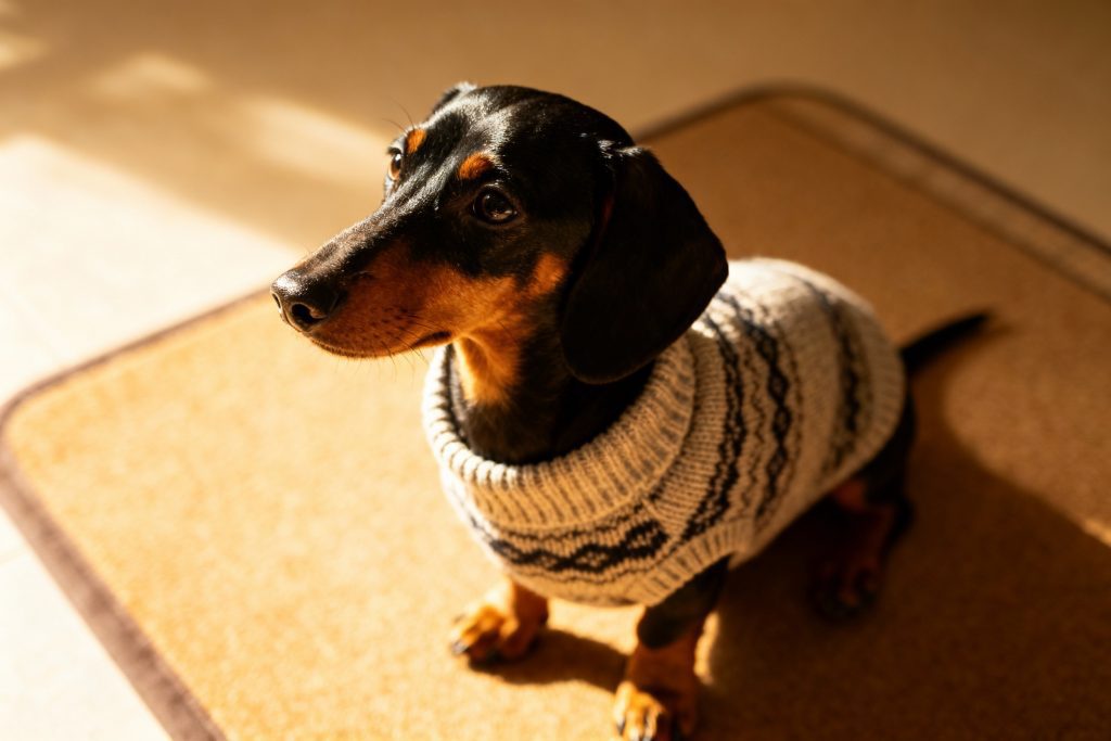 New to Crochet for Dogs? Try These 3 Easy Beginner Projects 1 Dog wearing crochet vest