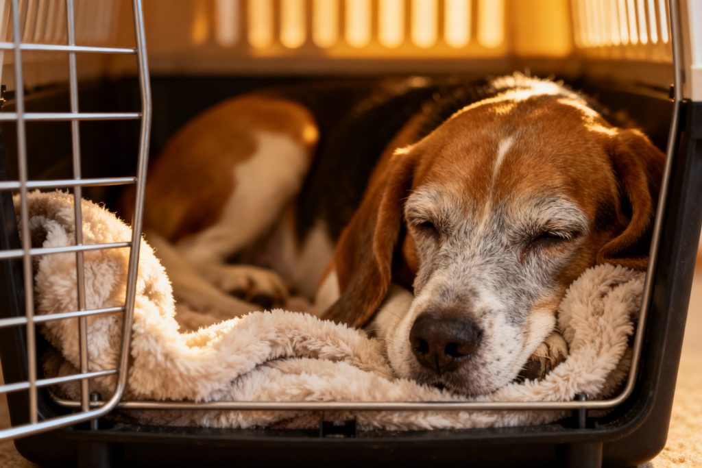 Senior Beagle resting in open wire crate, soft fleece bedding
