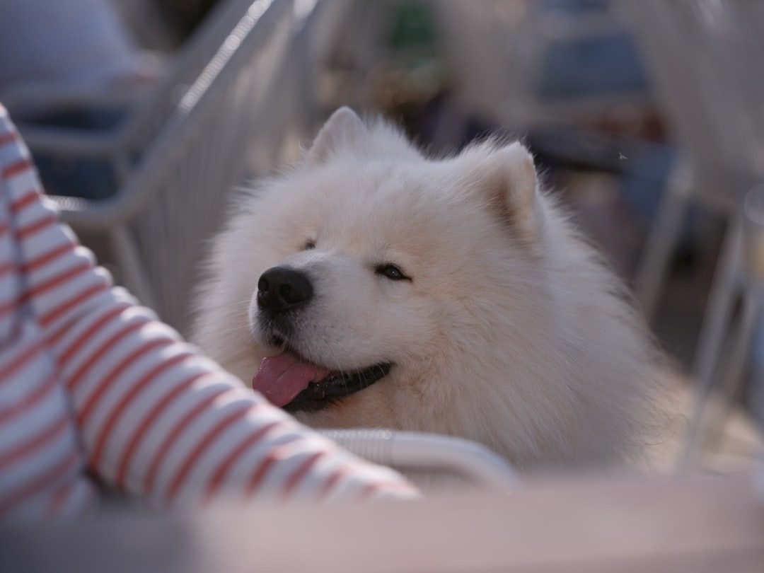 Cute Girl Dog Names That Are Easy and Actually Work 3 image 3