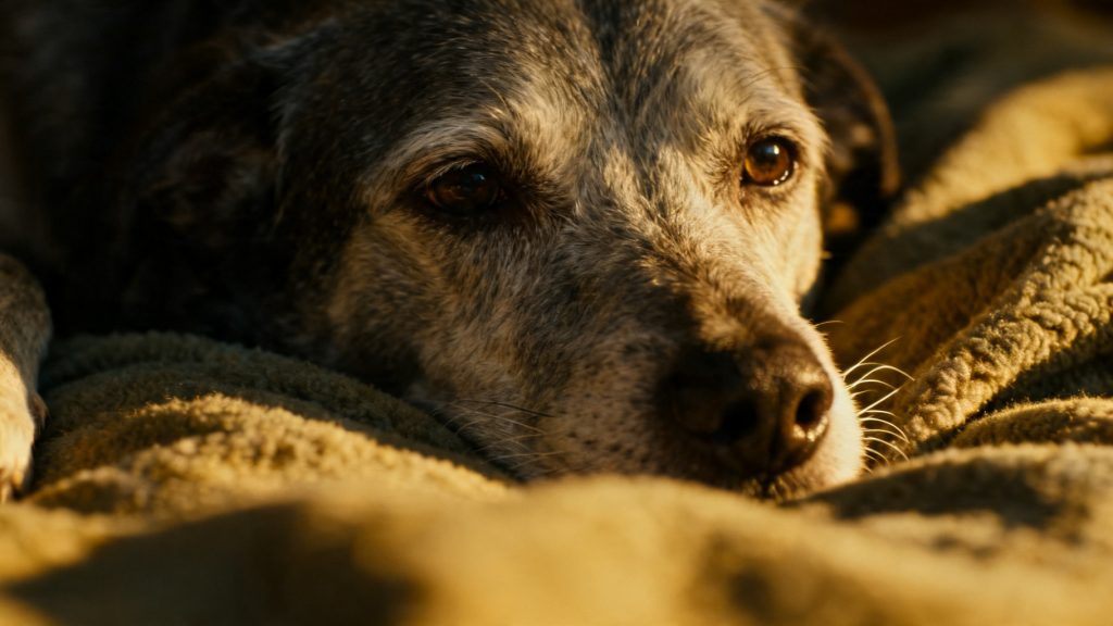 signs a dog is becoming senior 2